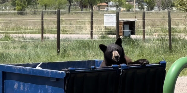 Bears on the Move: CPW Urges Northern Colorado Residents to Secure Trash as Fall Activity Peaks