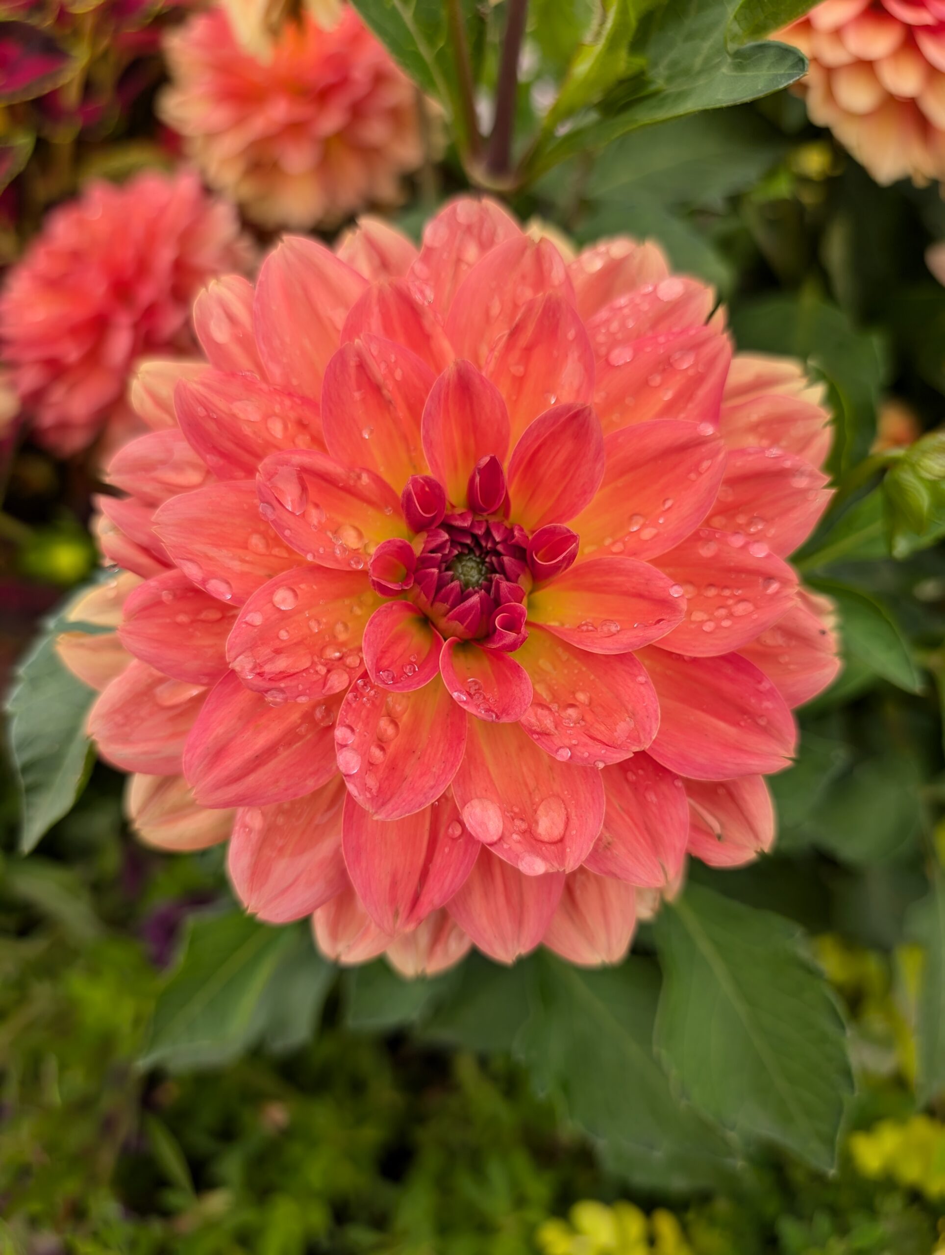 Overwintering Dahlias