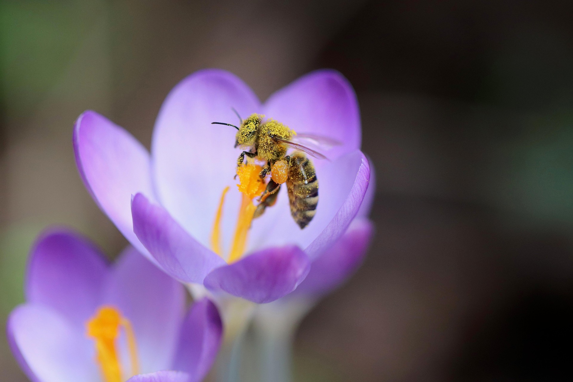Early Spring Plants That Help Northern Colorado’s Pollinators Thrive