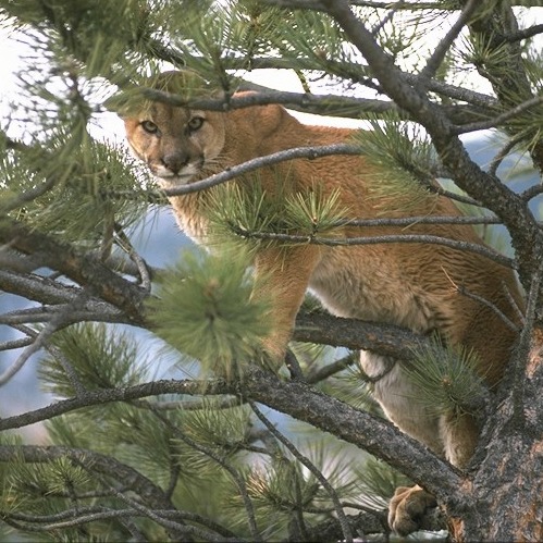 Mountain Lion Safety Reminder Follows Tragic Estes Park Incident