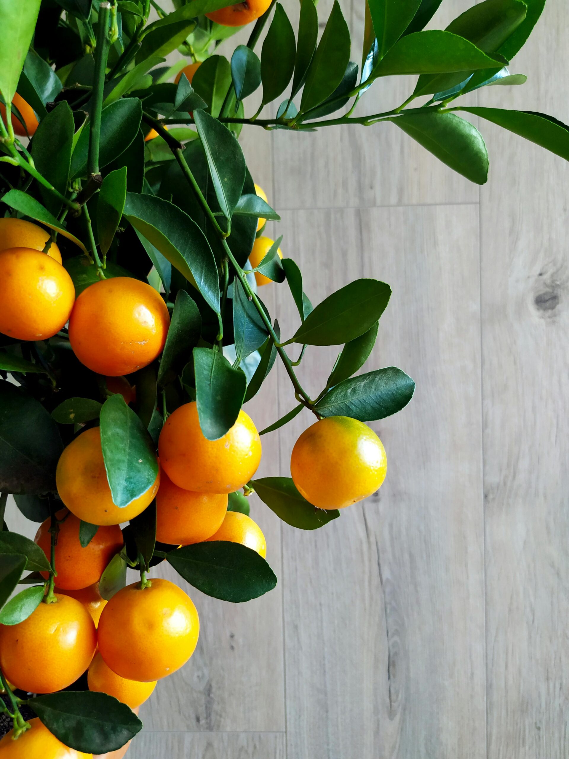 From Seed to Squeeze