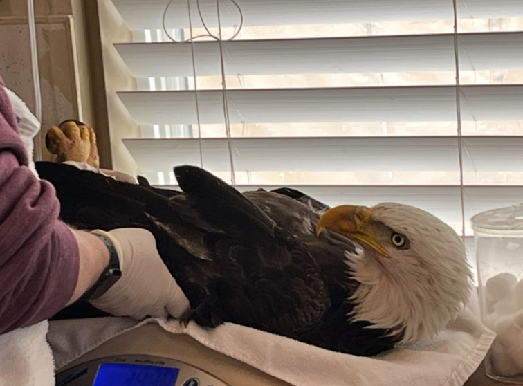 Wildlife Officials Seek Public Help After Eagle Shooting