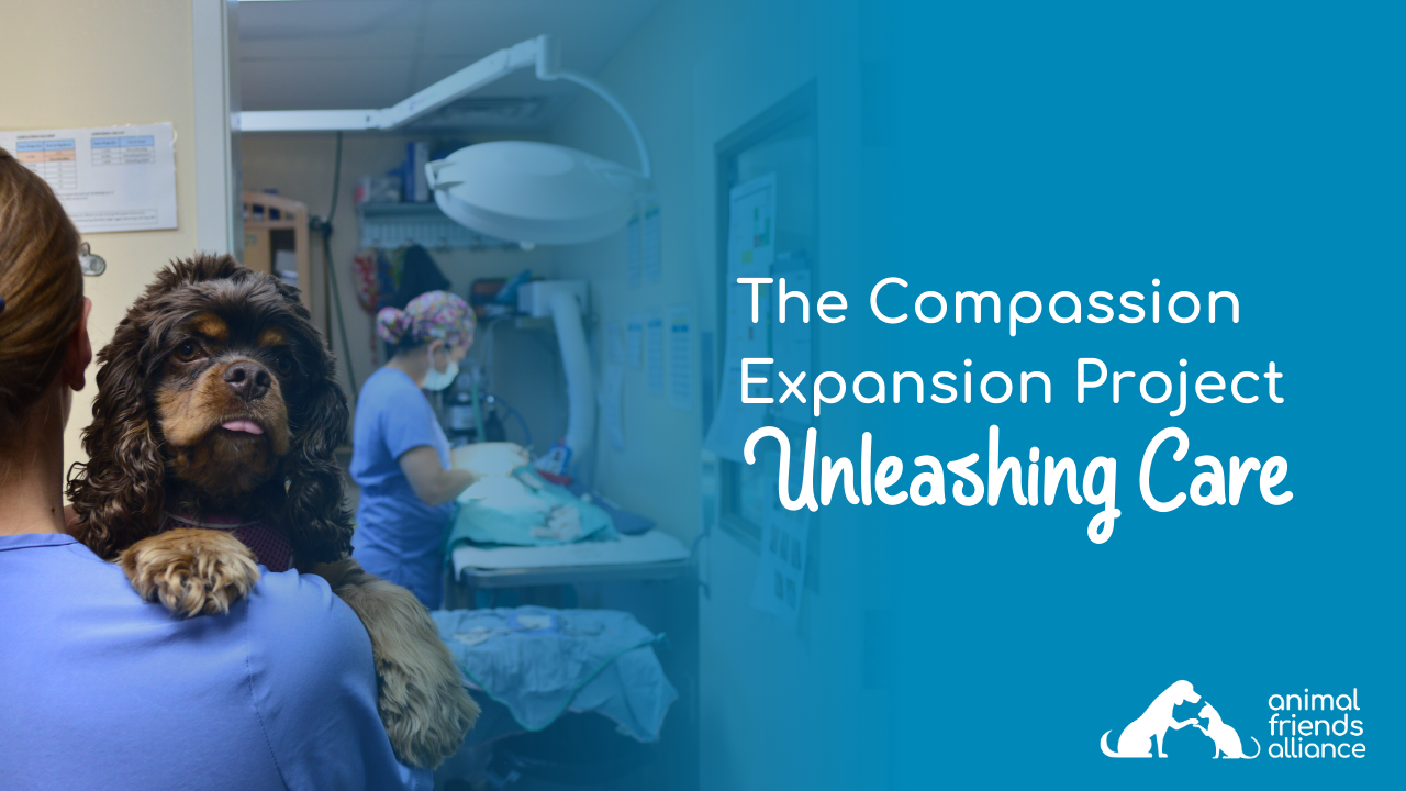 Animal Friends Alliance Launches $1.1 Million Veterinary Expansion