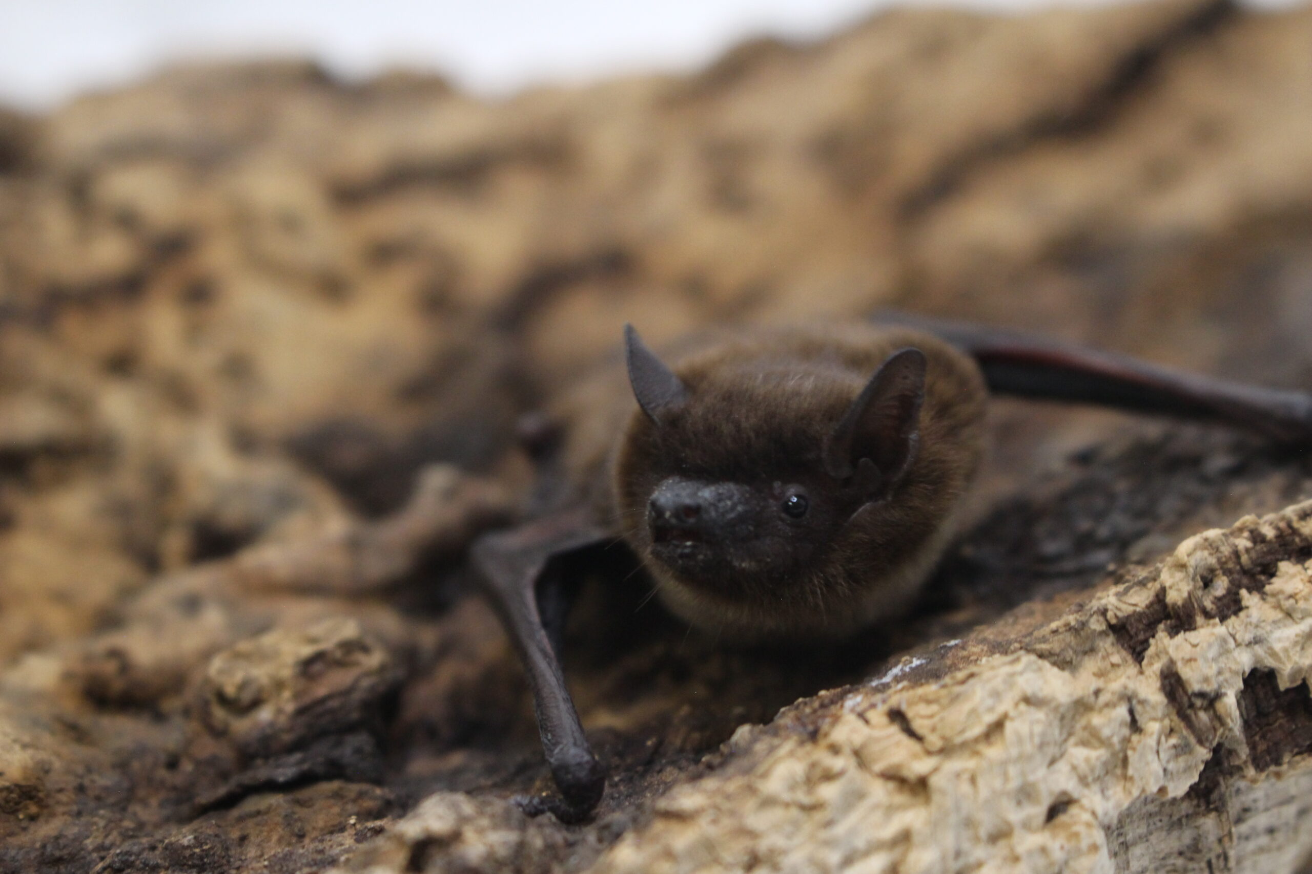Rare Evening Bat Documented in Northern Colorado