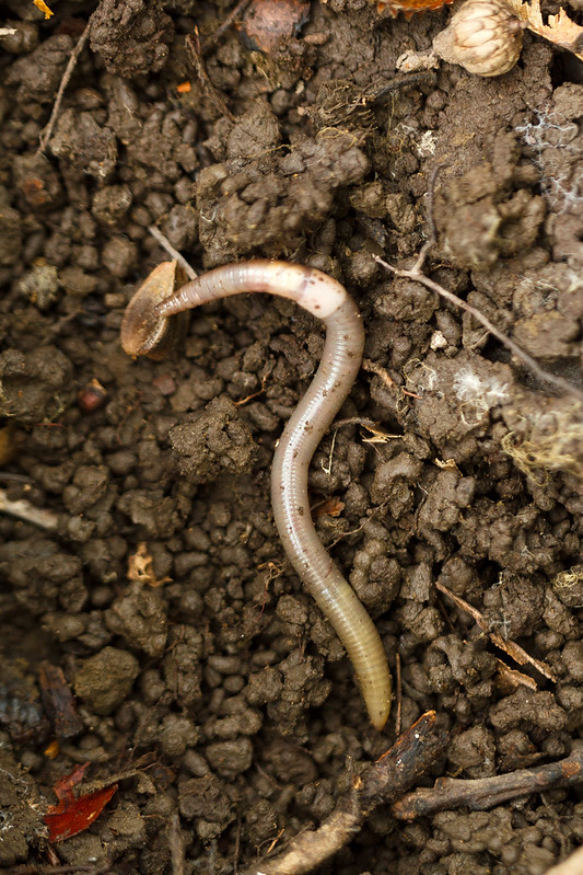 Invasive Worm Alert Highlights Growing Environmental Concern
