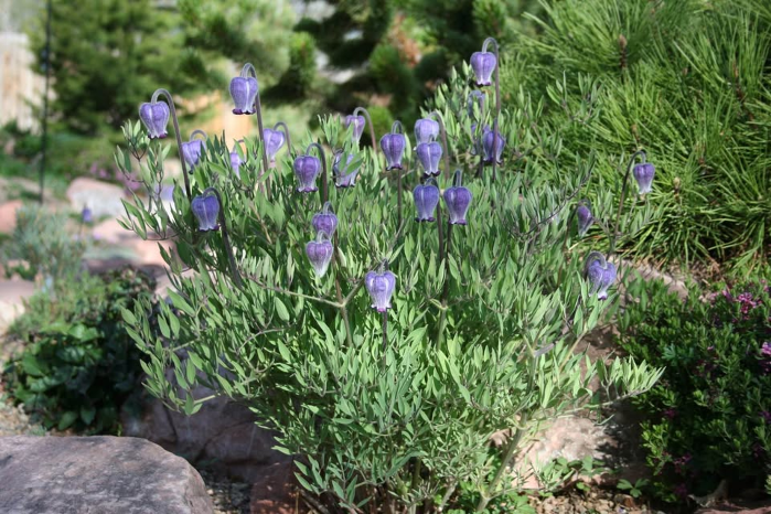 Earth Day Native Plant Sale Returns to Loveland