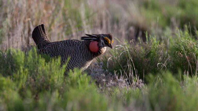 Colorado Approves Plan To Protect Prairie-Chickens