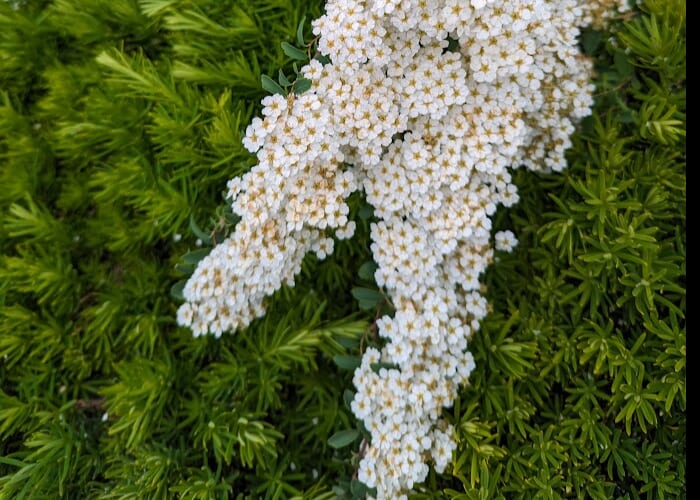 Plants That Thrive Returns to CSU Gardens
