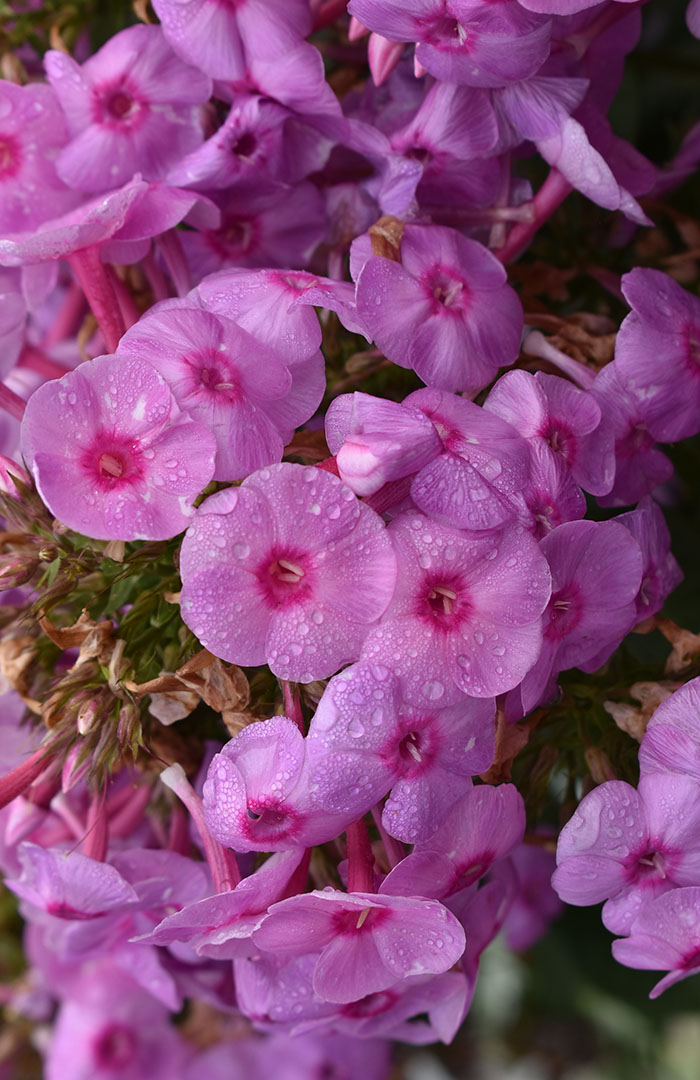 Colorado State University Names Nine Top Perennials