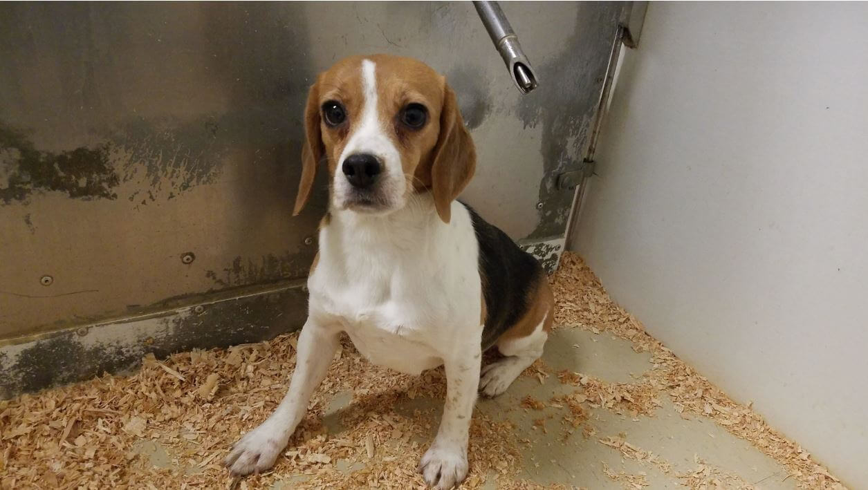 USDA Report Fuels Scrutiny of Fort Collins Animal Lab