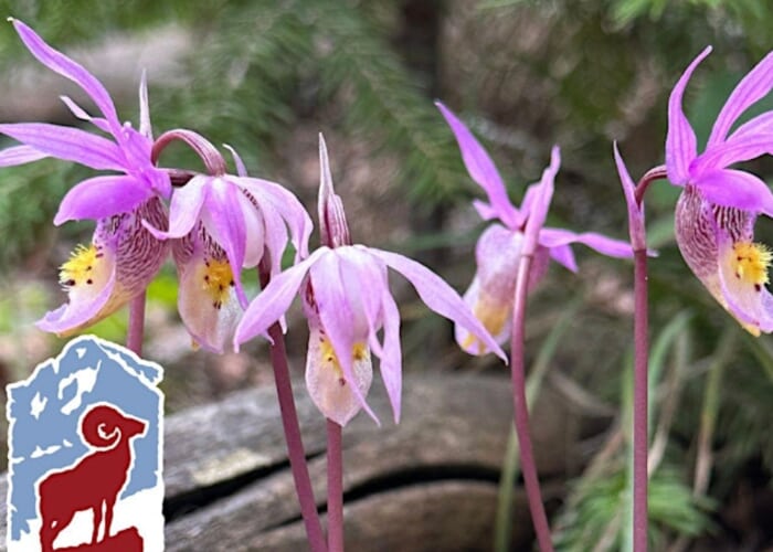 Explore Native Orchids In Rocky Mountain National Park