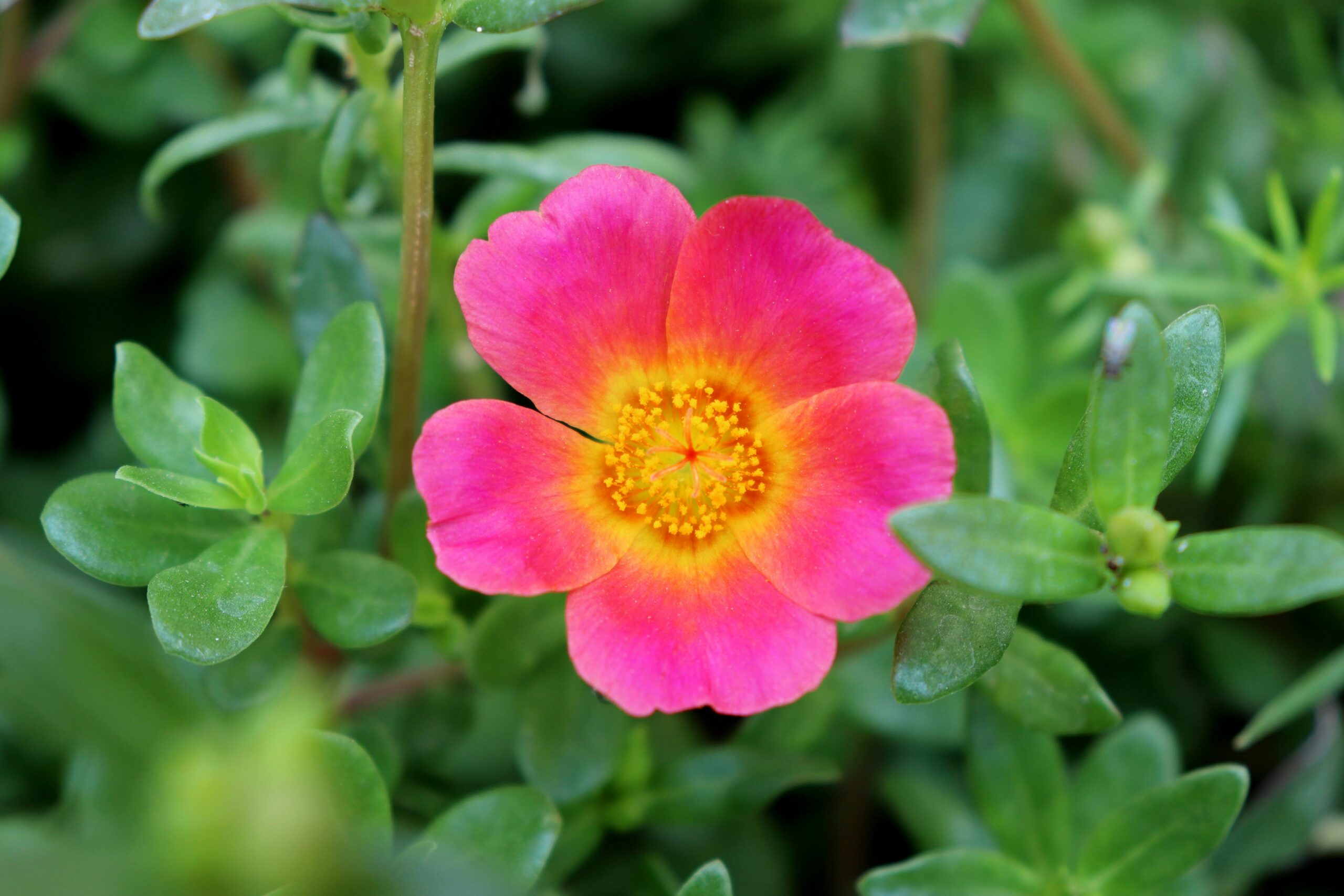 5 Annual Flower Themes to Inspire Creativity