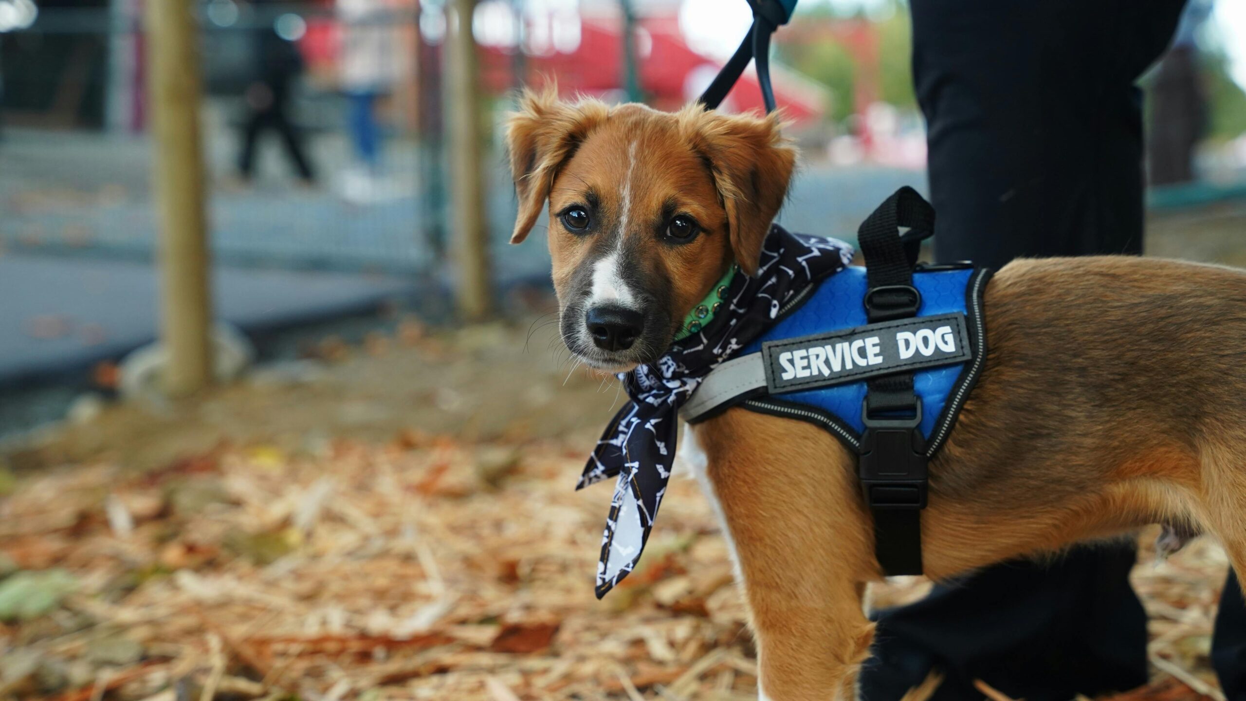 CareCredit Donation Supports Colorado College Students Training Service Dogs
