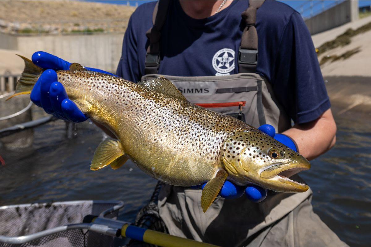 Antero Trout Get Second Chance After Reservoir Drawdown