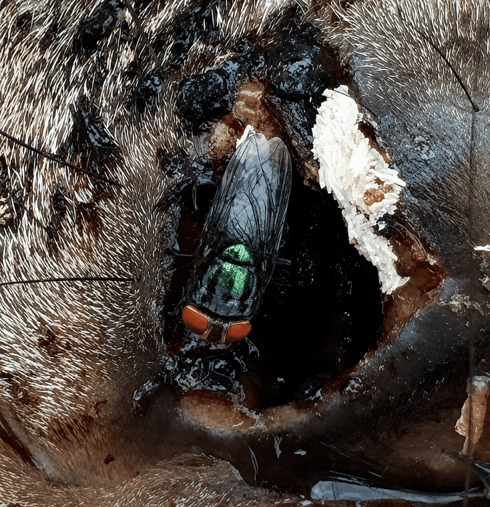 Colorado Activates Response Plan After Screwworm Detection in Texas