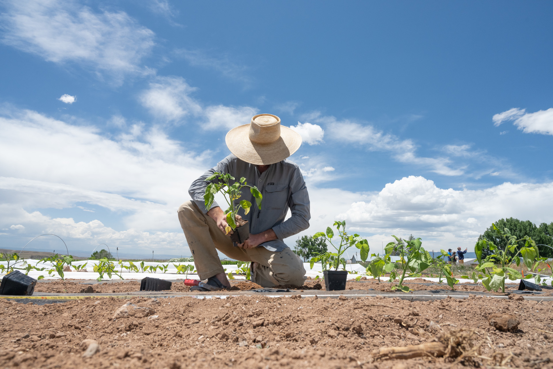 CSU Researchers Test Drought-Resilient Crops for Colorado’s Future