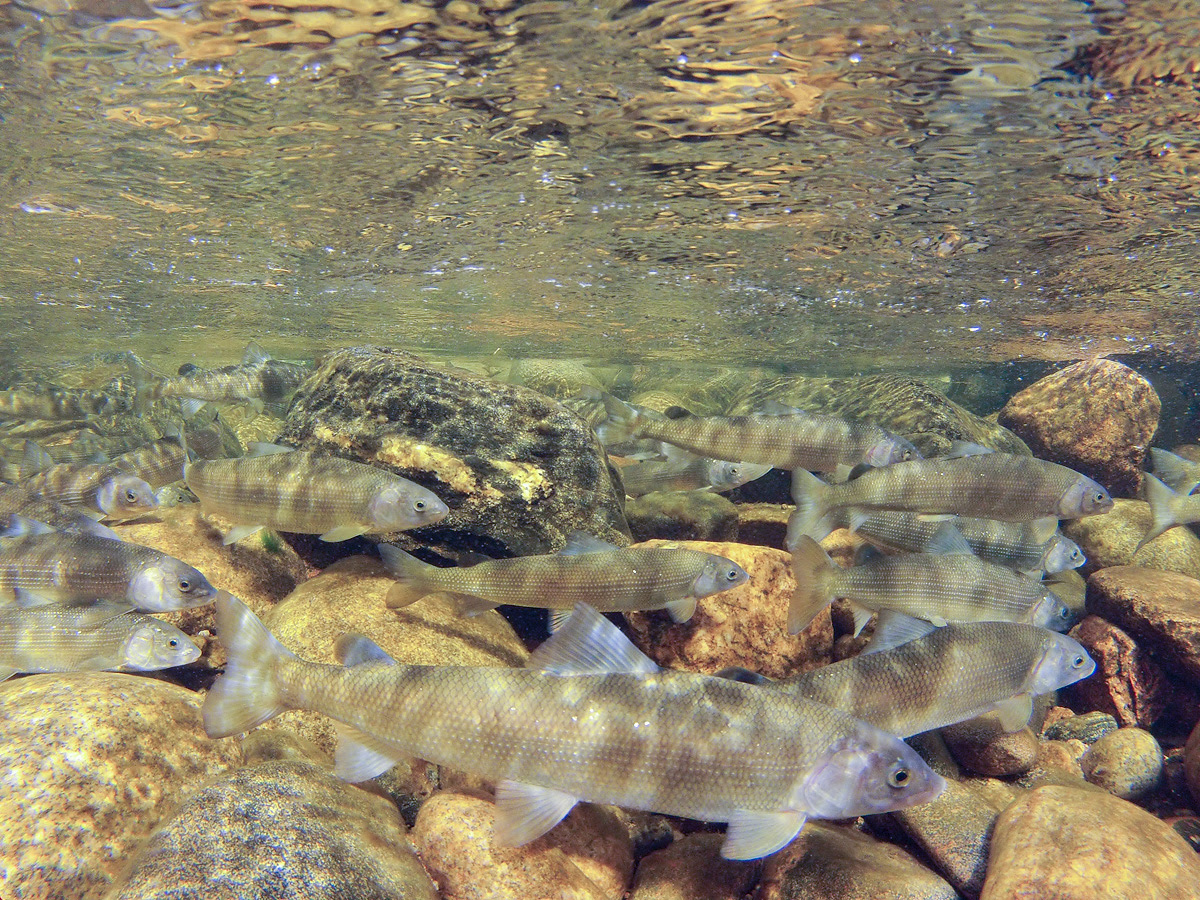Voluntary Fishing Closure Implemented on Yampa River Near Steamboat Springs