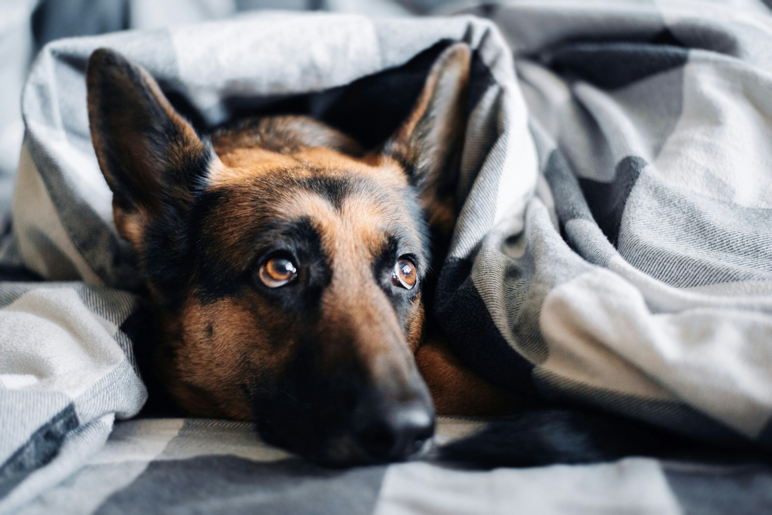 Keep Pets Safe From Summer Heat and Holiday Noise