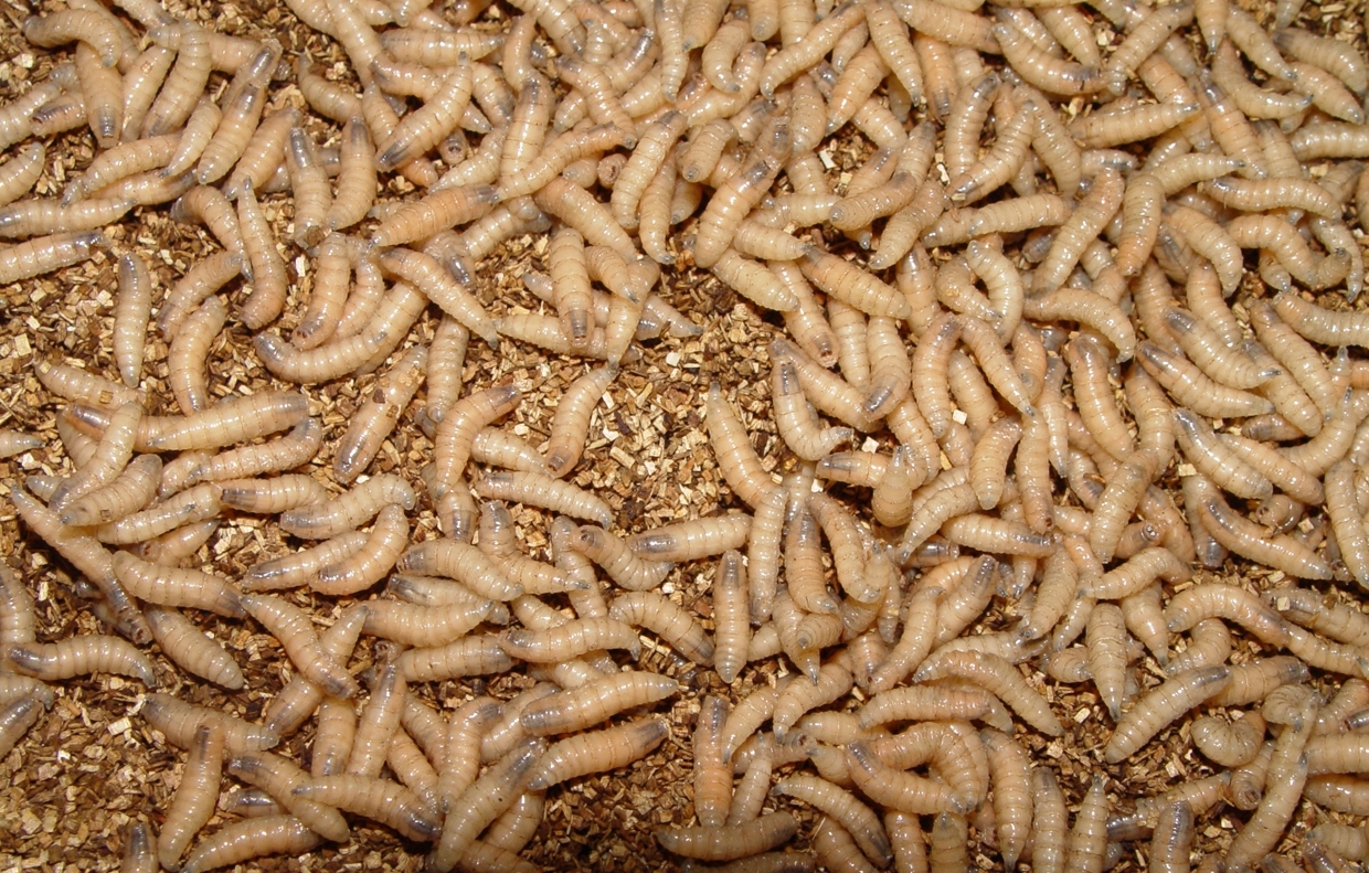 Colorado Tightens Livestock Protections Against Screwworm