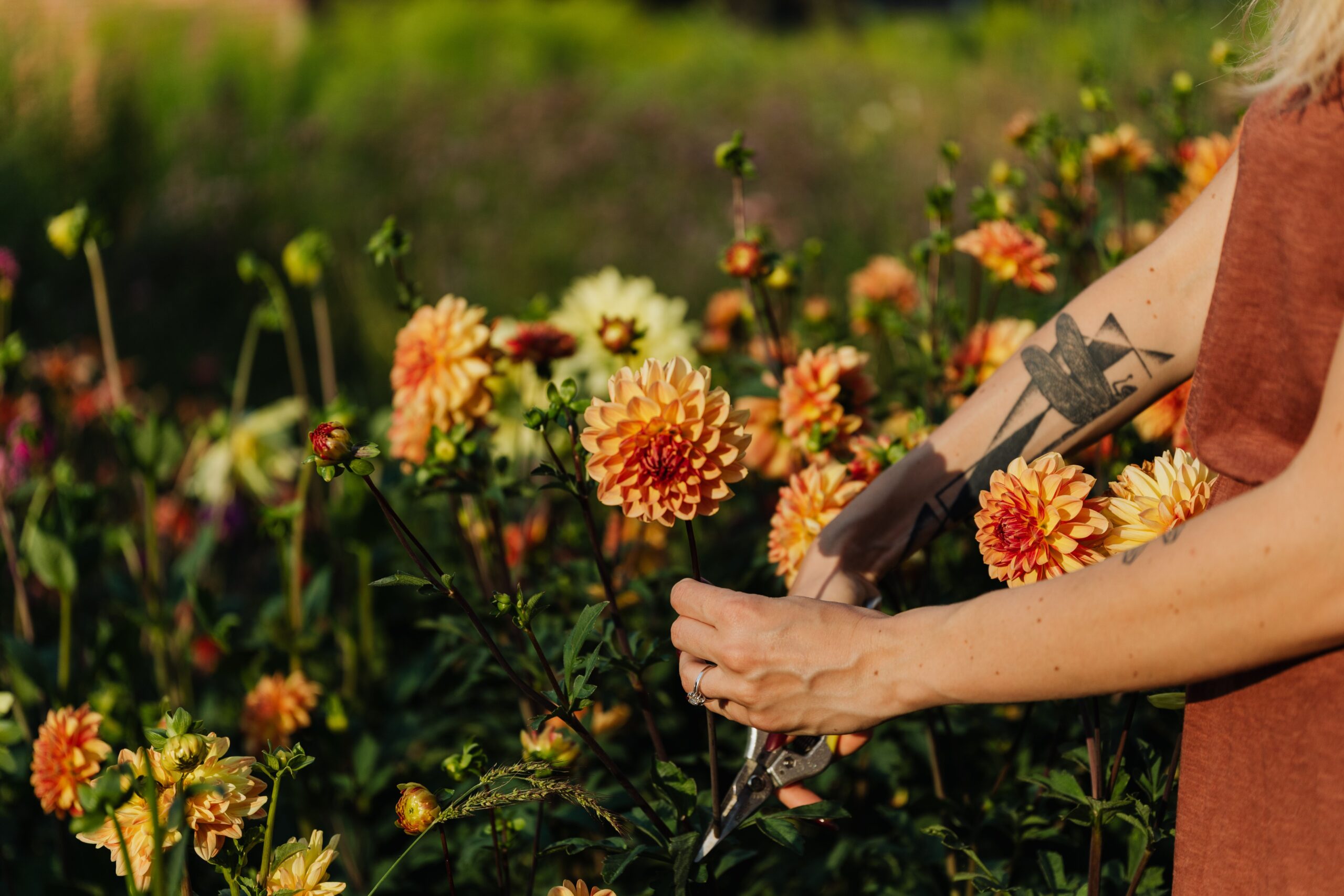 Easy Maintenance for Annual Flowers