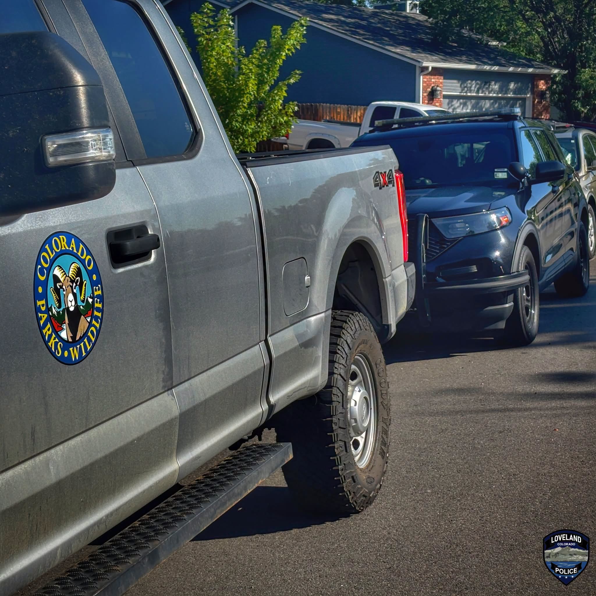 Bear Wanders Into Loveland Home