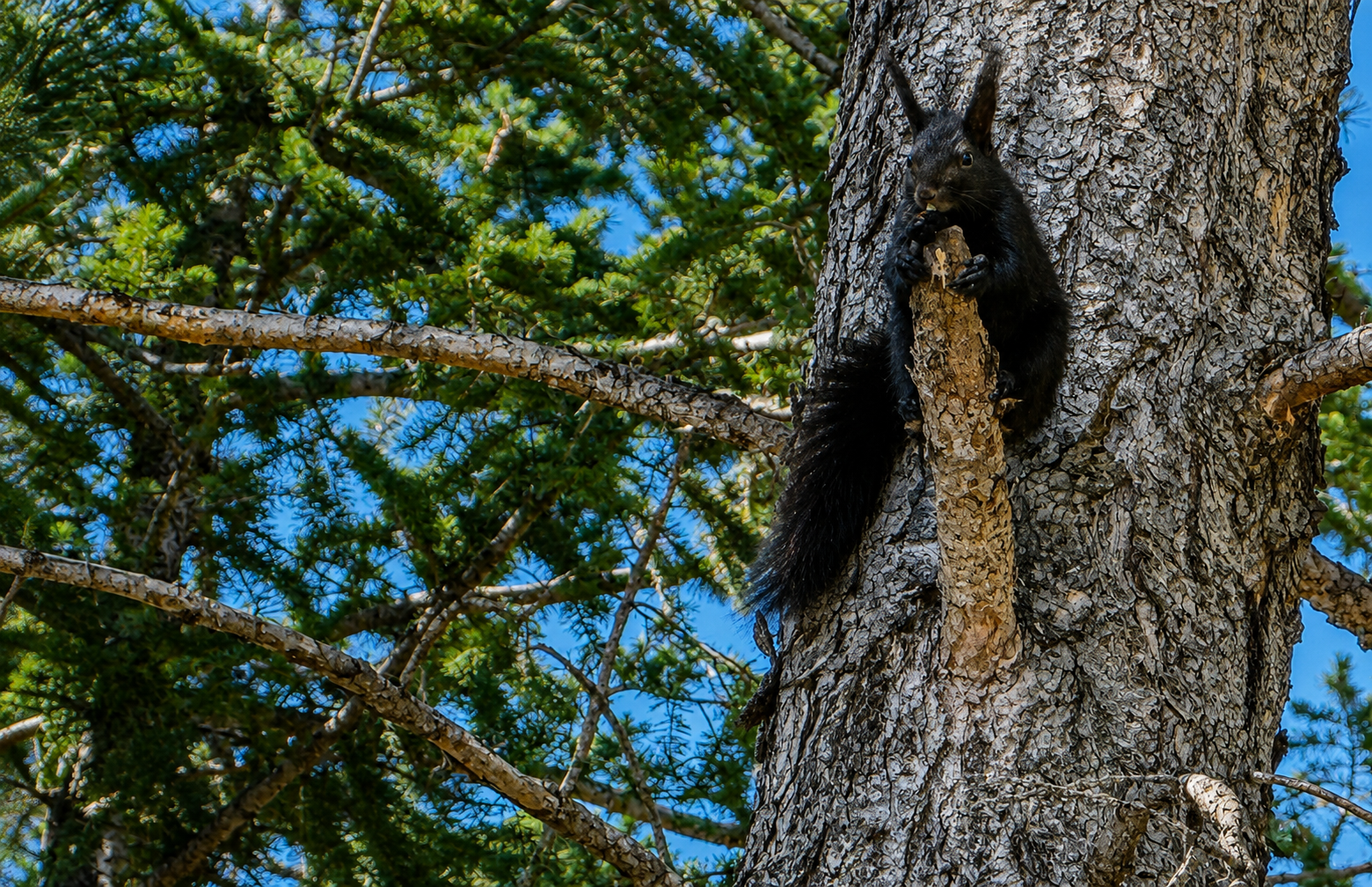 Expect the Unexpected: Rare Black Squirrel Sighting in Northern Colorado
