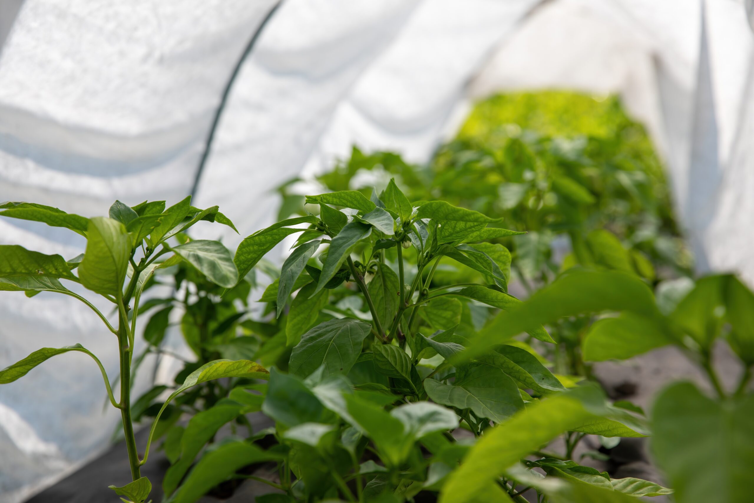 Gardening Through a Heat Wave