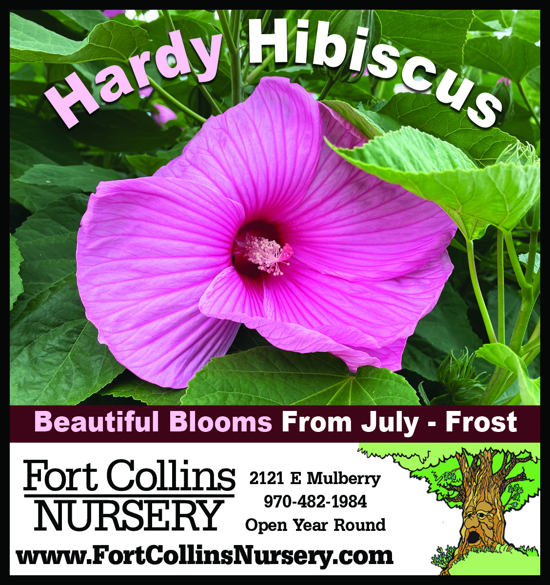 FCNad_080726_HardyHibiscus