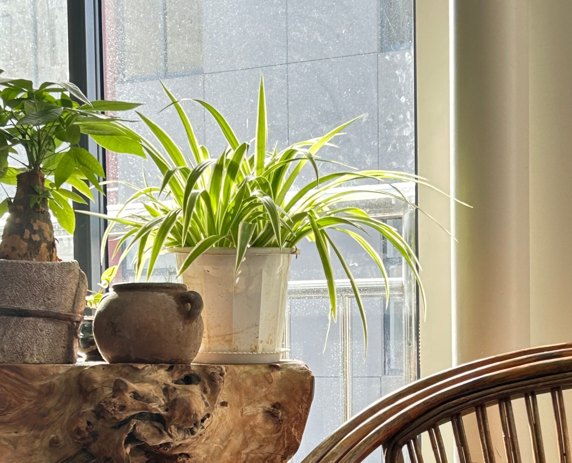 Houseplants That Are Hard to Kill