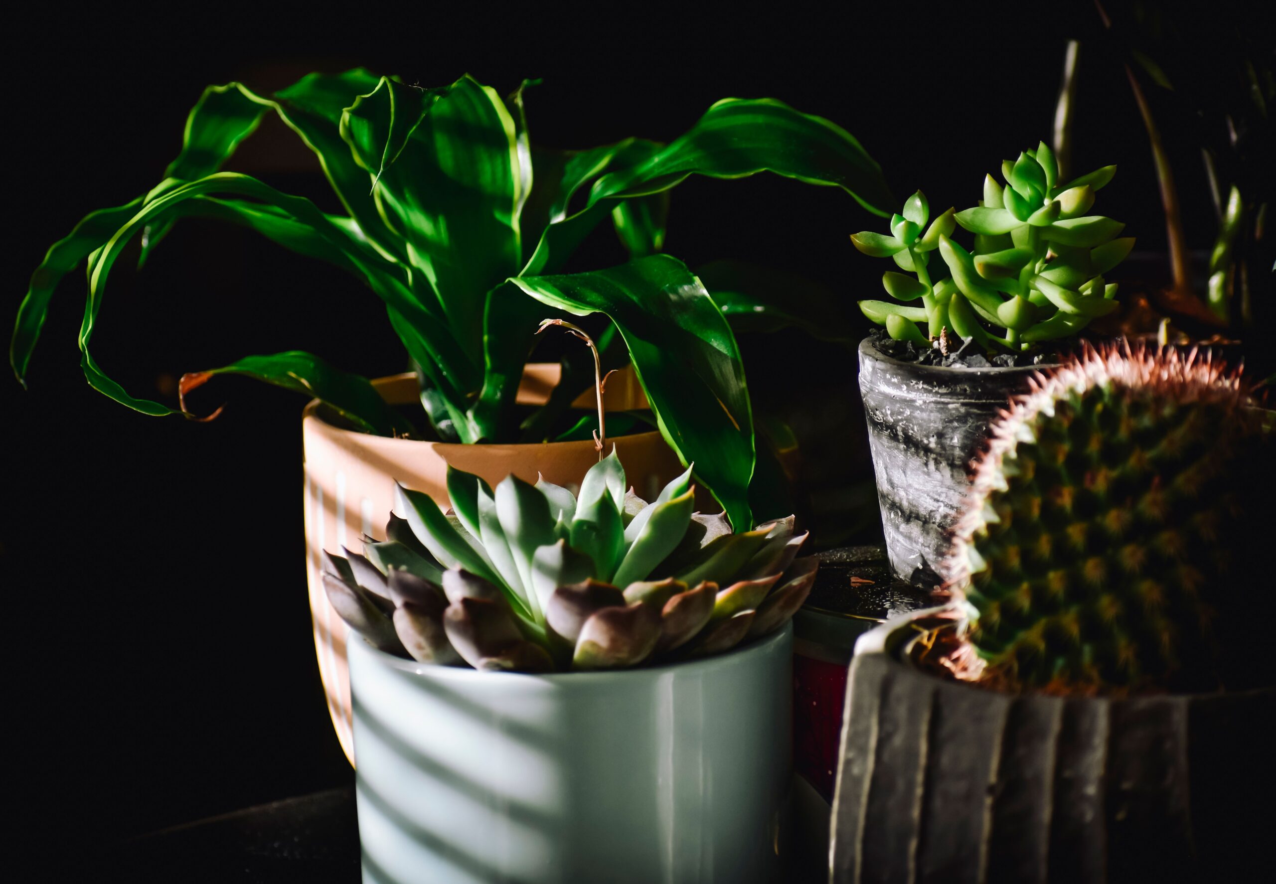 Finding the Right Light for Your Houseplants