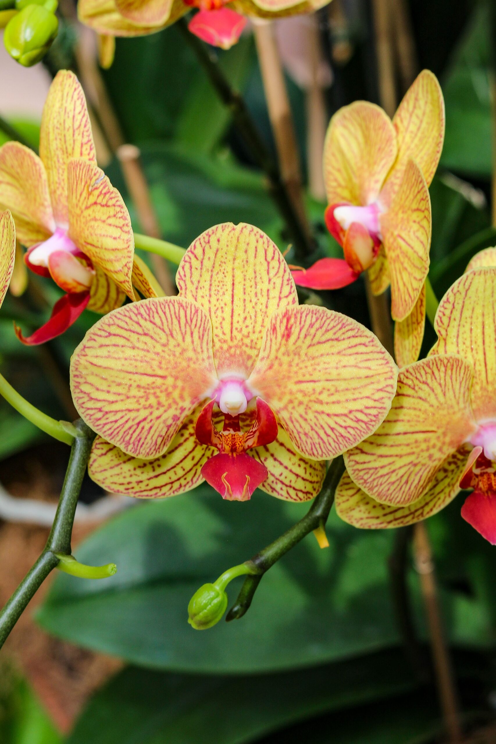 The Most Common Houseplant Myths